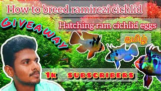 Avoid These Mistakes During Ram Cichlid Egg Hatching [upl. by Hgielram]