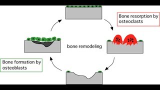 Difference between osteoblast and osteoclast [upl. by Eillam411]