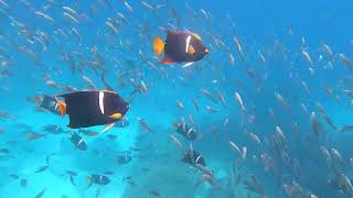 GH013040 small striped and organge fish Floreana Island Galapagos Ecuador [upl. by Laenaj]