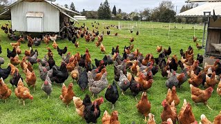 How American Farmers Raise Millions Of Poultry In The Pasture  Chicken Farming [upl. by Antonius348]