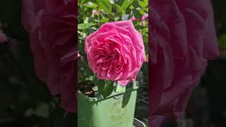 Gertrude Jekyll Rose davidaustin davidaustinroses gardentips rose england [upl. by Fulcher]