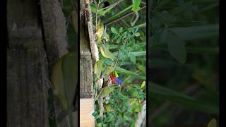 Painted Bunting Migration [upl. by Hajile]