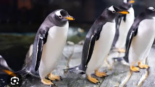 Gentoo penguin protecting his baby from giant petrel [upl. by Ylenaj]