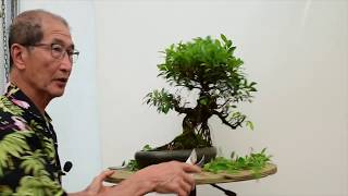 How to care for Ficus Bonsai [upl. by Ahsiela]