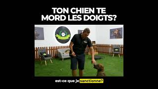 🐶 Ton chien te mord les doigts quand tu lui donnes à manger 👉 Fais cet exercice [upl. by Yrevi]