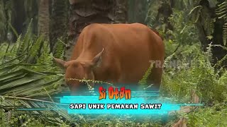 Sapi Unik Pemakan Sawit  SI OTAN 091123 [upl. by Anilyx]