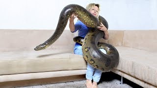 GIANT ANACONDAMeet Anaconda Named Medusa [upl. by Desdemona]