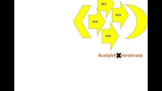 Clinical Pharmacology Understanding Muscarinic Receptors [upl. by Florrie]