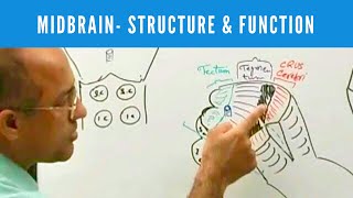 Midbrain  Structure and Function  Neuroanatomy [upl. by Yasnyl]