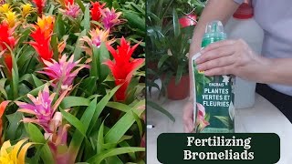 How to Fertilize Guzmania Plant  Fertilizing Bromeliads [upl. by Caria]