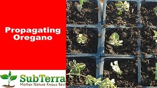 How to Propagate Oregano from a Cutting with this SUPER EASY method [upl. by Acira386]