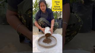 How to Grow Juicy Tomatoes at Home in a Pot – Easy Guide for Beginners rooftopgardening tomato [upl. by Leba487]