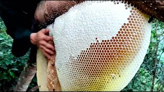 Wild Honey Harvesting Satisfying  Honeycomb is 14kg Delicious Honey [upl. by Halonna]