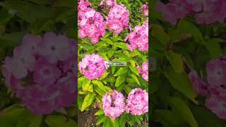 GARDENPHLOX PLANT plants gardening calmingsounds soothing longvideo [upl. by Aicyla859]