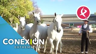 Exhibición exclusiva de la feria de Zafra Enganche de Yeguas  Conexión Extremadura [upl. by Roon]