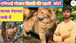 Manas National Park mein Golden एशियाई Billi ki pahli photo dailycurrentnews changeyourselbypk [upl. by Ruiz826]