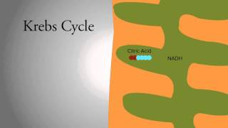 Krebs Cycle [upl. by Llertnahs359]