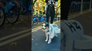 NYC streets for 34th annual Tompkins Square Halloween Dog Parade [upl. by Domenech]