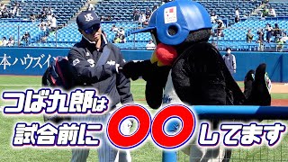 つば九郎 試合前のルーティンをお届け！東京ヤクルトスワローズ [upl. by Atnim]