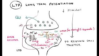 Synaptic plasticity Habituation Sensitization LTP LTD [upl. by Lein]