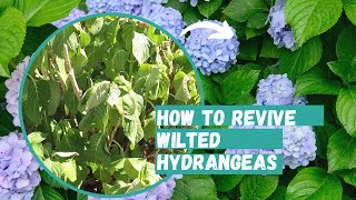 How to Revive Wilted Hydrangeas  Hydrangea  Hydrangea Care [upl. by Ajan687]