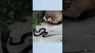 Hen And Snake shortvideo viral shorts [upl. by Donadee855]