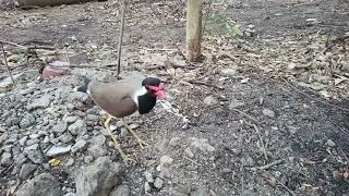 Red wattled lapwing  An all time angry bird 😘😂🤣♥️🤣😍😍😘❤️ [upl. by Leonidas]