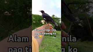 martines talkingbirds nature provincelife ibon wildlife viralvideo viralshort [upl. by Kahn835]