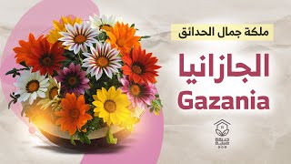 الجازانيا ملكة جمال الحدائق ، رعايتها وطرق اكثارها Gazania [upl. by Ytsanyd]