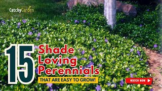 15 ShadeLoving Perennials That Are Easy to Grow 🌸🏡🌳  Gardening Ideas [upl. by Cia]