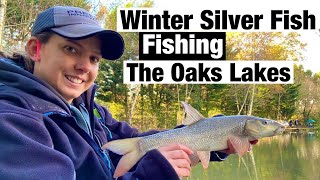 Winter Commercial Silver Fish Fishing  The Oaks Lakes I Oak lake [upl. by Thin]