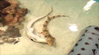 Epauelette Shark Mating [upl. by Fidole709]