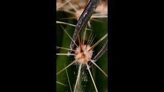 Cactus asmr macro [upl. by Stu470]