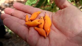 Oak Leaf Papaya Carica quercifolia Fruits and plant review [upl. by Sonaj]