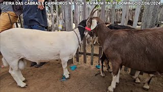 FEIRA DA VILA JERIMUM TNPE 02062024 CARNEIROS E CABRAS [upl. by See]