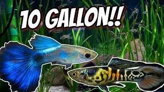 5 Amazing Livebearers for Your 10 Gallon Aquarium [upl. by Kirenoj]