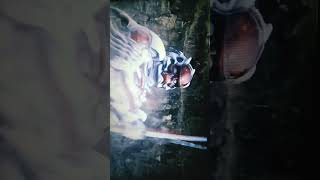 Power Ranger red Ranger vs deker vs robtish amv [upl. by Anerys]