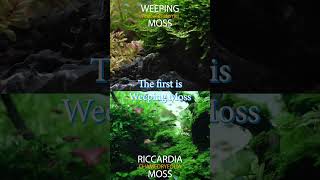 Best Moss For Aquarium  Weeping Moss And Riccardia Chamedryfolia Moss aquarium moss [upl. by Icam]