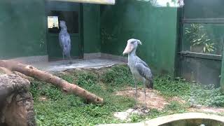 Shoebill stork sounds  Predator birds noise [upl. by Marder]