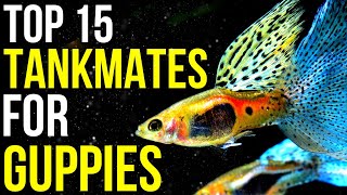 15 Ideal Tankmates for Vibrant Guppies  Tank Mates for Guppies [upl. by Atteval]