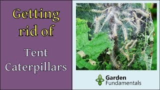 Tent Caterpillars amp Sawflies How To Get Rid of Them fast [upl. by Rubie]