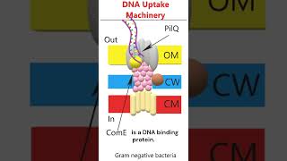 Competent proteins Com in Gram negative bacteria Natural Transformation animation [upl. by Yelsnit880]