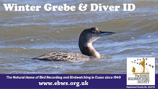 How to Identify Winter Grebes and Divers [upl. by Baniaz]