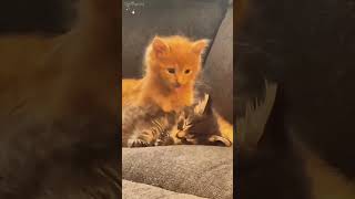 Kitten fight shortvideo funny mycatchannel cat petschannel yourcat funnycats catchannel [upl. by Martelli717]