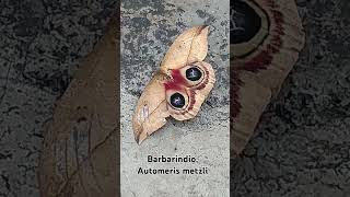 Barbarindio Automeris metzli [upl. by Riatsila326]