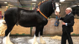 The National Shire Horse Show 2019 Stafford [upl. by Schuster]