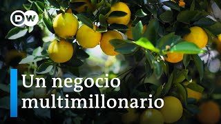 El precio de nuestro jugo de naranja  DW Documental [upl. by Ronnholm]