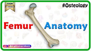 Femur Anatomy Osteology  General features  Attachments  Development anatomy MBBS usmle NMC [upl. by Morvin869]