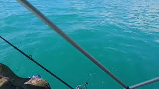 18 swearing shark fishing in Hervey Bay must watch to believe [upl. by Pega]