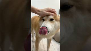 ASMRBrush My Dog’s Teeth Every Day 44 shorts [upl. by Leirol]